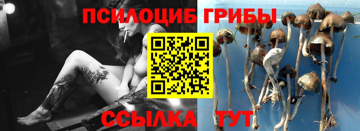 Галлюциногенные грибы Psilocybe  Псилоцибиновые грибы Cubensis  Вход с VPN  Валуйки 